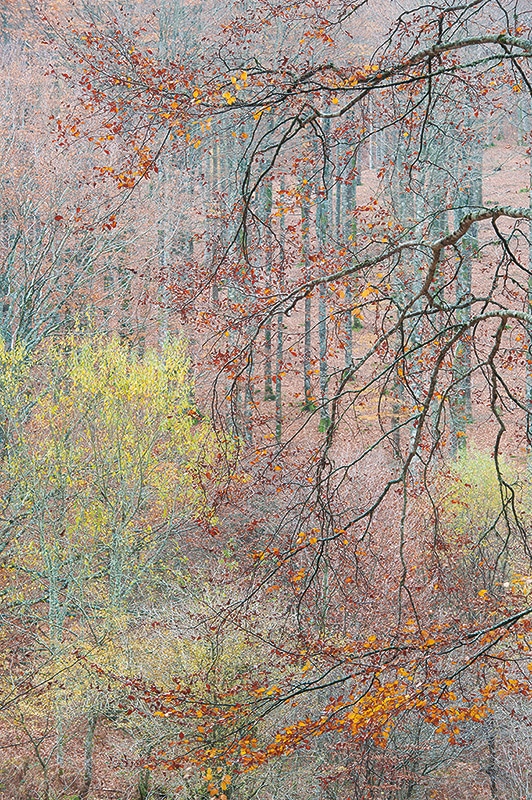 Bosque otoñal, fotografía artística de naturaleza