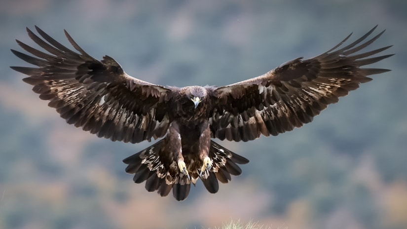 Aguila tomando tierra, fotografía de Juanjo Temido