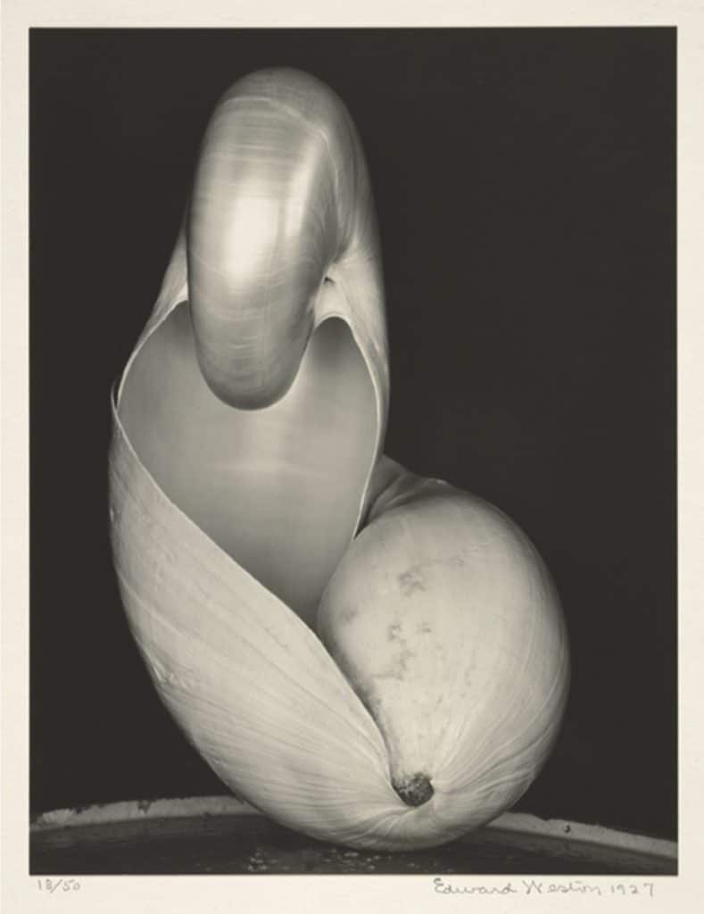 Dos conchas. Fotografía de Edward Weston