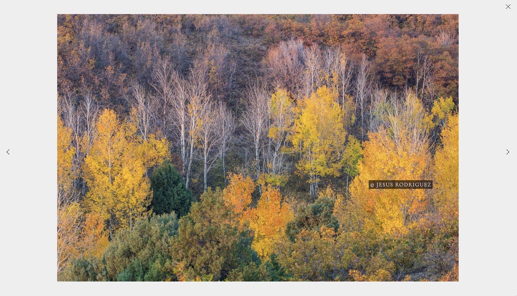 Photo showing a copyright message when right-clicked.